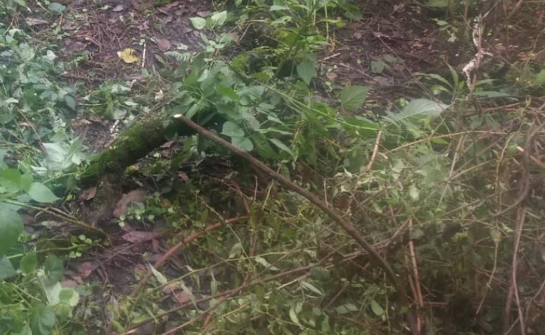 Fotografía: Archivo/ EL UNIVERSAL