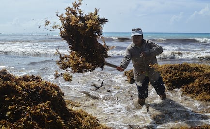 Sargassum could be used to grow mushrooms