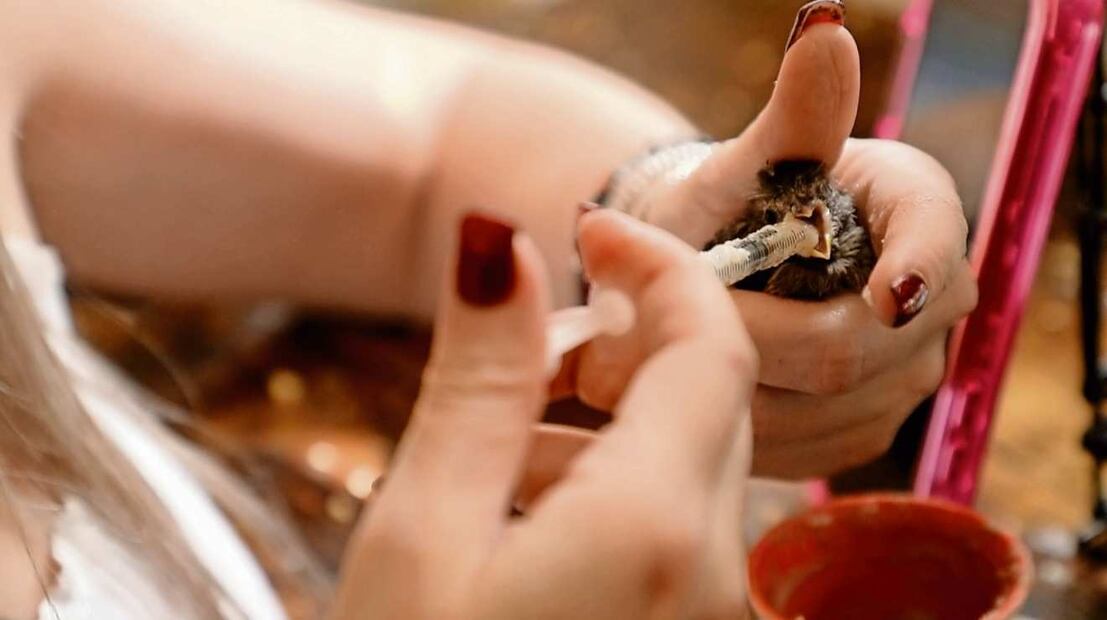 Plumito Pandemia fue alimentado cuando era muy pequeño; se convirtió en un gorrión cantador que fue liberado cuando se recuperó. (07/04/2025) Foto: Atenea Canpuzano | El Universal