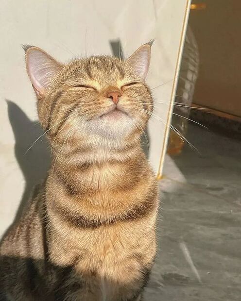 Un gato solidario compartió su comida con un ratón. (Fuente Instagram @cats.virals)