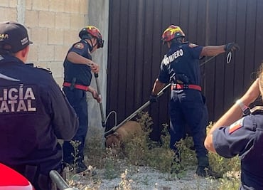 Reportan ataque de un pitbull en Mérida, Yucatán