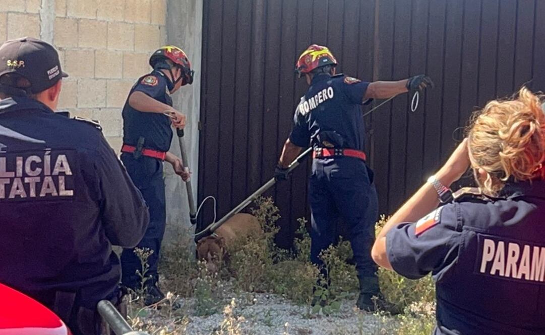 Bomberos de la Secretaría de Seguridad Pública de Mérida, atraparon al pitbull. Foto: Yazmin Rodriguez Galaz - EL UNIVERSAL