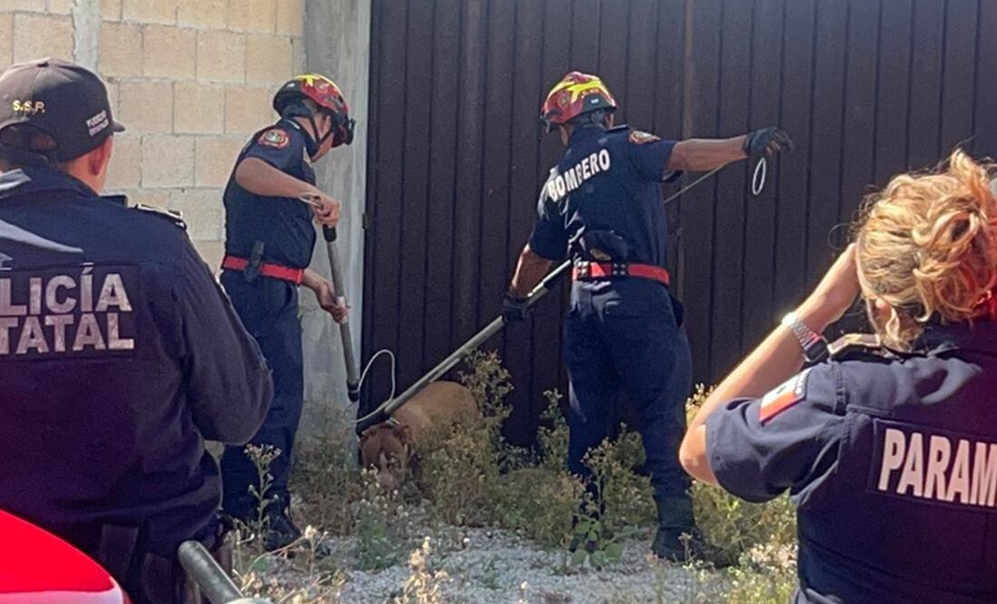 Bomberos de la Secretaría de Seguridad Pública de Mérida, atraparon al pitbull. Foto: Yazmin Rodriguez Galaz - EL UNIVERSAL