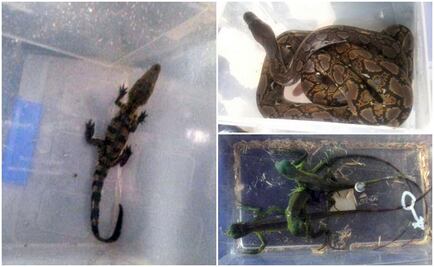 Aseguran fauna salvaje en... ¡estación del Metro!