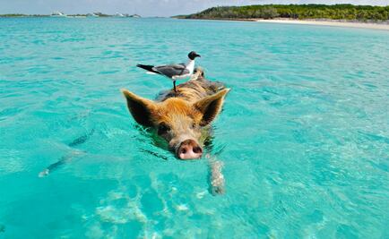 Cinco destinos para convivir con animales