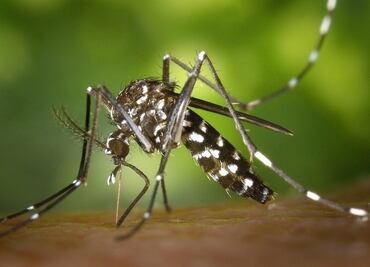 Si aplastas a los mosquitos, pueden aprender a evitar tu olor