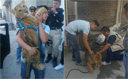 Cachorro de león provoca alarma en Cerro de la Estrella