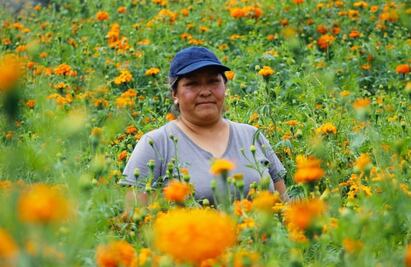 Tlalpan listo para la venta de flor de cempasúchil; habrá desde 13 pesos