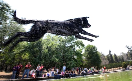Entérate. Cuida a tu mascota de la ola de calor