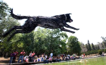 Entérate. Cuida a tu mascota de la ola de calor