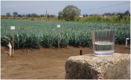 Sin maguey no hay mezcal