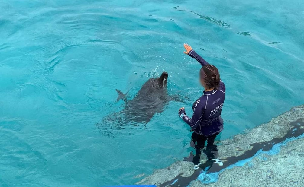 Los 9 delfines padecen enfermedades graves y son de avanzada edad. | Foto: Especial.
