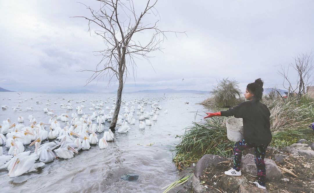 Cientos de pelícanos blancos americanos, también llamados borregones, vuelan miles de kilómetros desde el norte del continente americano para descansar en las aguas del Lago de Chapala. Fotos: CARLOS ZEPEDA. EL UNIVERSAL