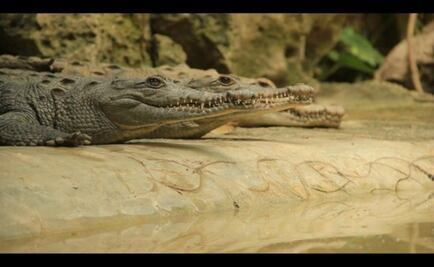 Caimán mata a hombre en parque de EU