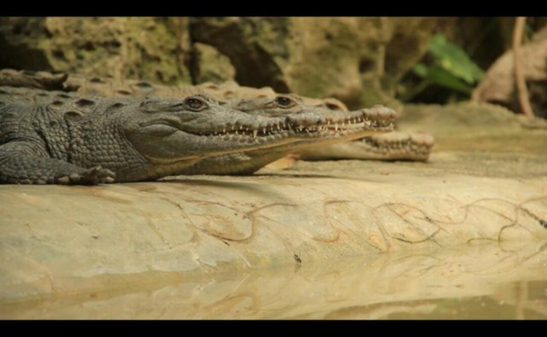 (Foto: Archivo/El Universal)