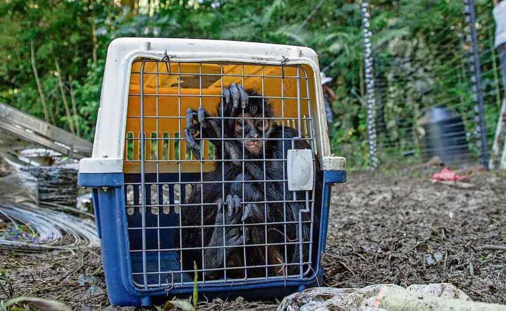 Los monos araña fueron comprados en mercados de la CDMX y utilizados como mascotas. Foto: Santiago Reyes / EL UNIVERSAL