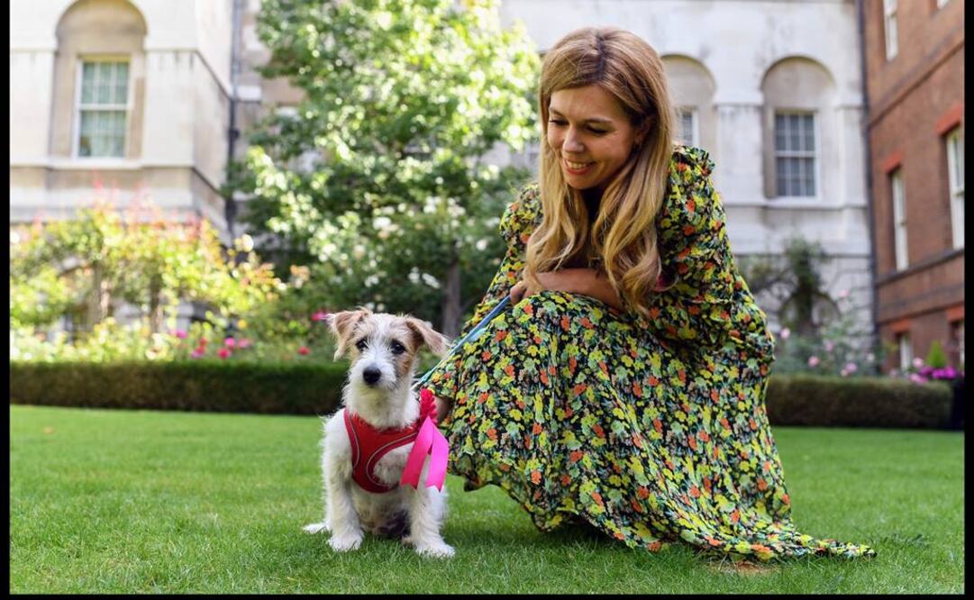 Imágenes de televisión mostraron al cachorro de 15 semanas, llamado Dilyn, cuando lo llevaban a la oficina de Johnson en Downing Street (Foto: Twitter y AFP)