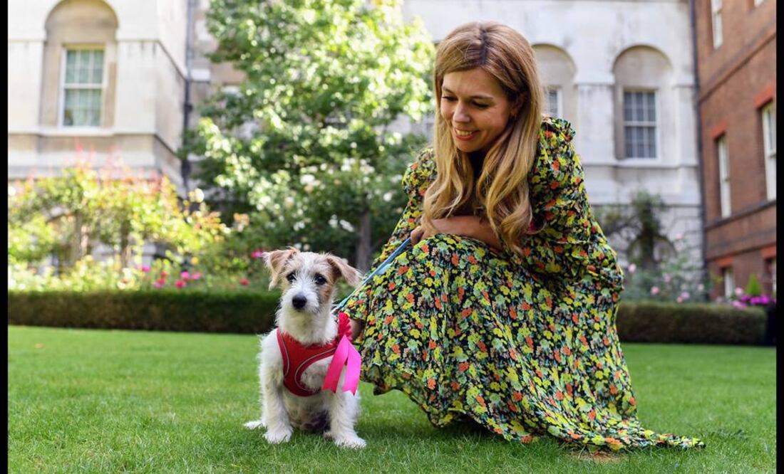 Imágenes de televisión mostraron al cachorro de 15 semanas, llamado Dilyn, cuando lo llevaban a la oficina de Johnson en Downing Street (Foto: Twitter y AFP)