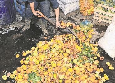 Transforman residuos orgánicos en nutrientes para cultivos urbanos