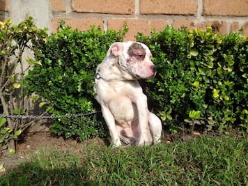 Solicitan ayuda para perritos rescatados de zoofilia