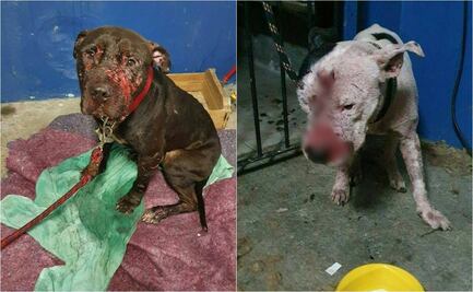 Policía de Brasil desmantela pelea internacional de perros pitbulls