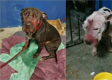 Policía de Brasil desmantela pelea internacional de perros pitbulls