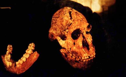 Fósil devela la evolución en una especie humana extinta