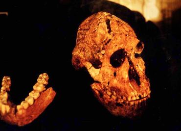 Fósil devela la evolución en una especie humana extinta