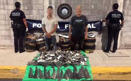 Aseguran 7 paquetes con aletas de tiburón enviadas por mensajería