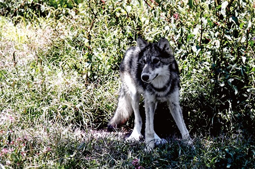 El parque está ubicado en la parte baja de la reserva ecológica Sierra de Guadalupe y es el hogar de más de 400 animales de 80 especies distintas (MUNICIPIO DE ECATEPEC)