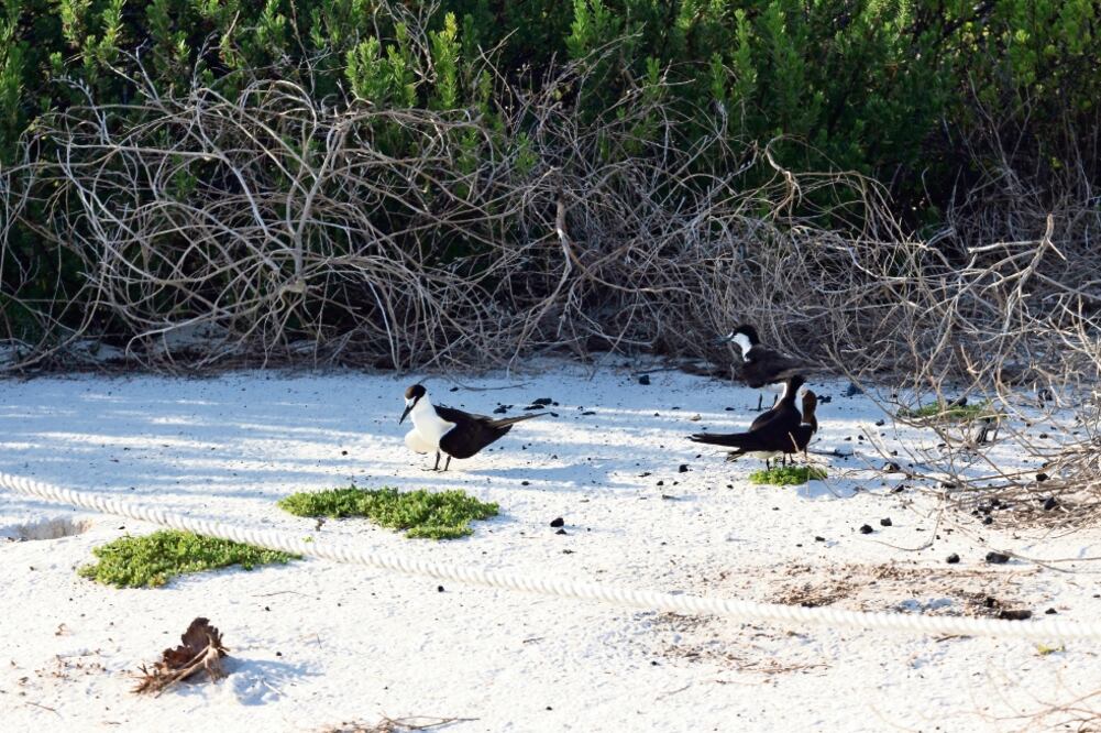 Xavier Martínez, director técnico operativo del Centro de Derecho Ambiental, asegura que el reciente aterrizaje de un helicóptero en el Parque Nacional Arrecife Alacranes muestra que la administración de las ANP no funciona (CUAUHTÉMOC MORENO)