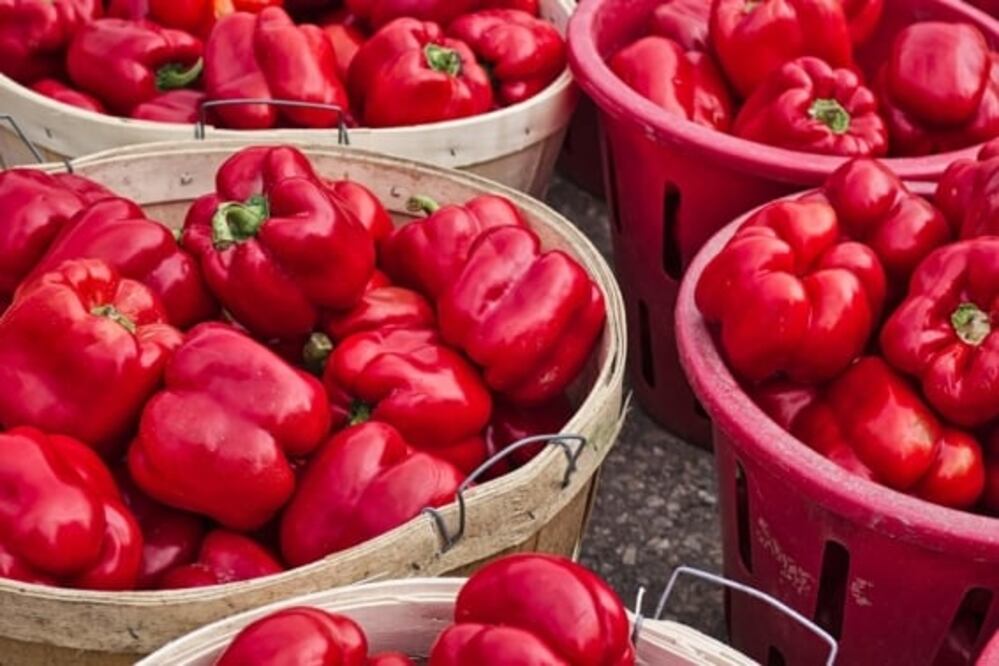 Pimiento morrón mexicano. Foto: Archivo