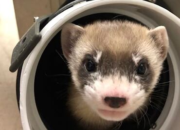 Clonan un tipo de hurón que está en peligro de extinción; científico destaca su comportamiento salvaje