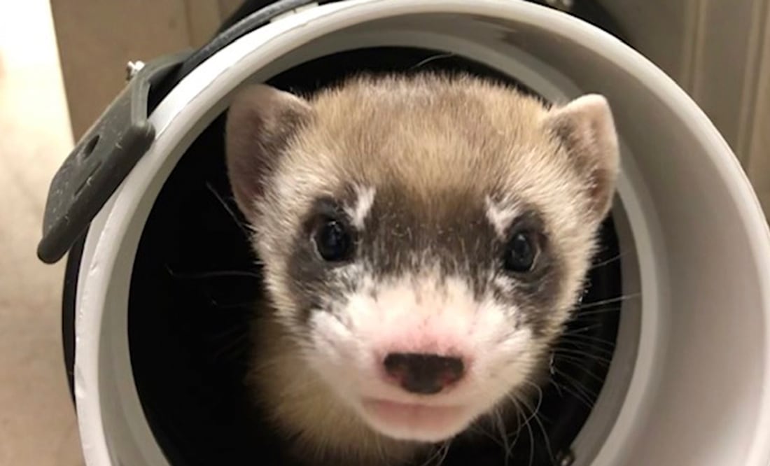 Foto: Servicio Federal de Pesca y Vida Silvestre de Estados Unidos vía AP