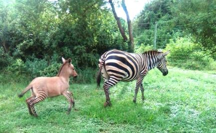 Nace en Kenia "zonkey", una cría de cebra y burro