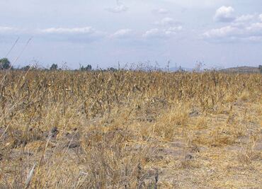 Récords de sequías extremas aumentarán por calentamiento global