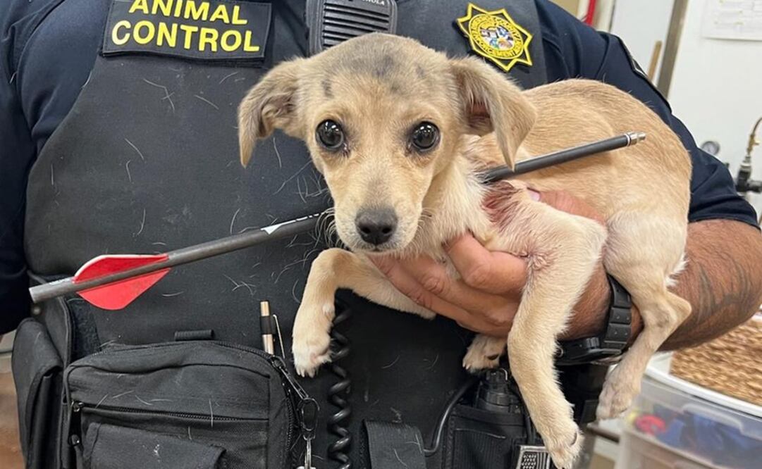 Agente sostiene un chihuahueño que recibió un disparo en el cuello con una flecha. Foto: AP