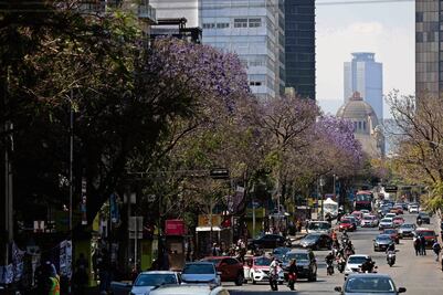 Florecen las jacarandas en calles de la capital 