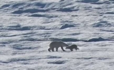 Captan a oso polar cometiendo canibalismo por falta de focas
