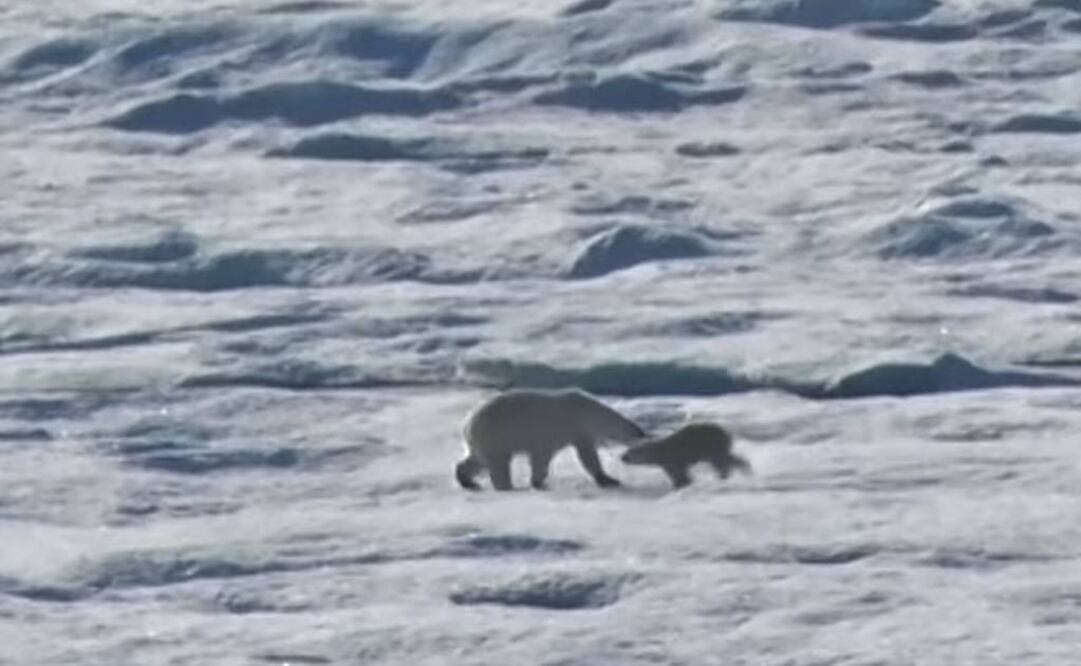 Los osos polares que habitan el Ártico se alimentan de las crías de otros ejemplares al final del verano y del otoño, cuando las focas están en el mar. (FOTO: YouTube)