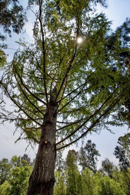 Habrá festival para celebrar plantación de ahuehuete en Reforma