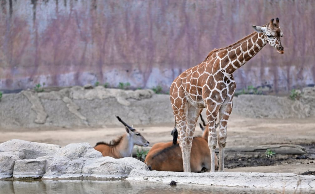Las dos jirafas macho de cinco meses ya conviven con el resto de ejemplares de su especie, así como los antílopes, explicó funcionaria. Foto: Fernanda Rojas /EL UNIVERSAL