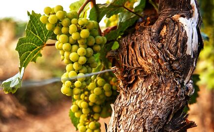 Conoce más sobre el vino mexicano a través de este libro