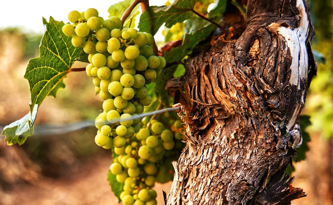 Foto: Moritz Knöringer / Pexels