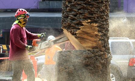 FOTOS: Inicia retiro de mil 500 palmeras de un total de 9 mil que se encuentran enfermas en la CDMX