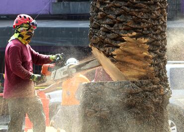 FOTOS: Inicia retiro de mil 500 palmeras de un total de 9 mil que se encuentran enfermas en la CDMX