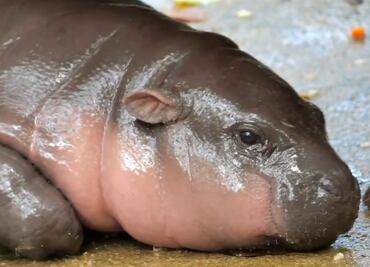 Moo Deng, la bebé hipopótamo viral y los riesgos de su creciente fama