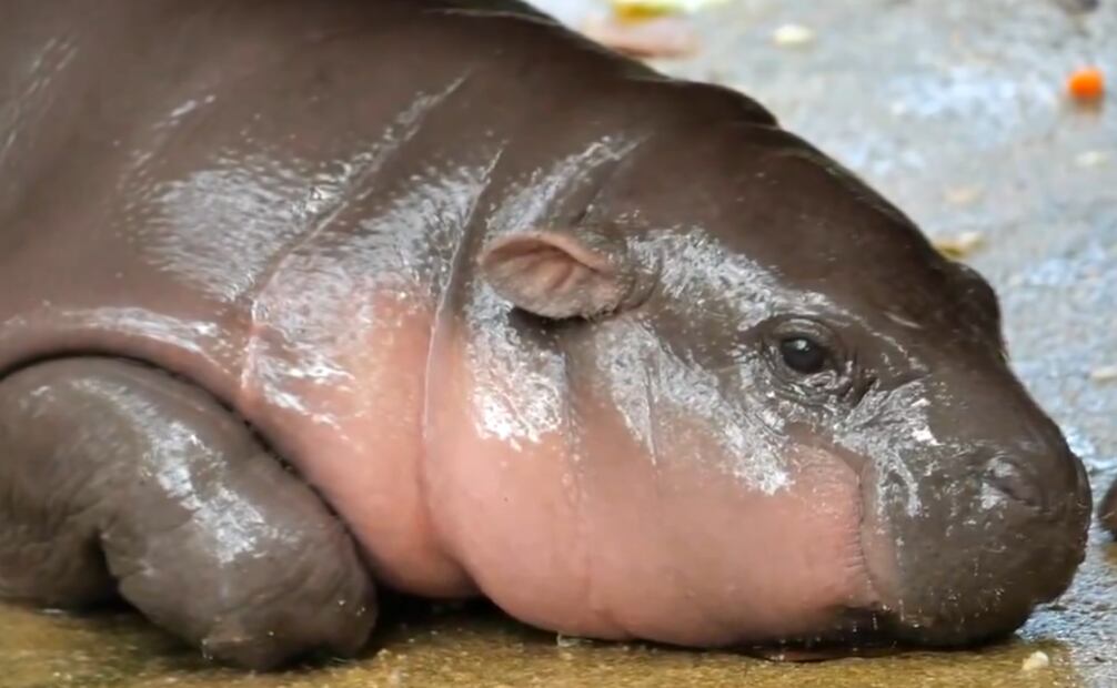 Moo Deng cumplirá 4 meses de vida el próximo 10 de noviembre. Foto: X @KentEkasak