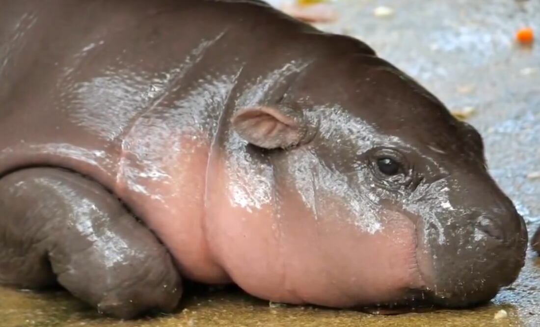 Recientemente Moo Deng cumplió tres meses de vida. Foto: X @KentEkasak