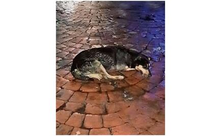 Lanzan desde cuarto piso a Candy, una perrita mestiza en el Centro Histórico